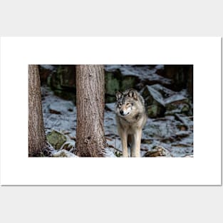 Eastern Gray Wolf  Beside Tree Posters and Art